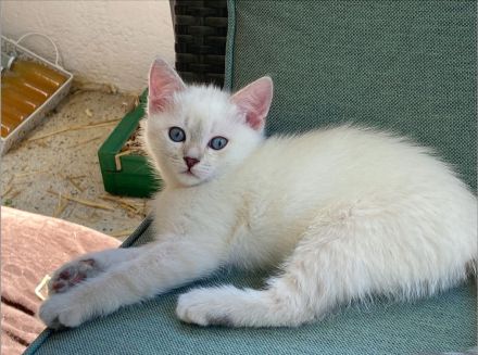 BKH Blue x Siam Tabby Silver x Ägyptische Mau