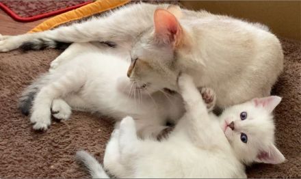 BKH Blue x Siam Tabby Silver x Ägyptische Mau
