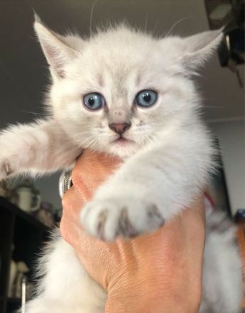BKH Blue x Siam Tabby Silver x Ägyptische Mau