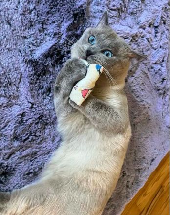 BKH Blue x Siam Tabby Silver x Ägyptische Mau