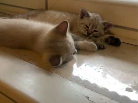 BKH Blue x Siam Tabby Silver x Ägyptische Mau