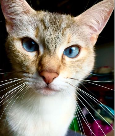 BKH Blue x Siam Tabby Silver x Ägyptische Mau