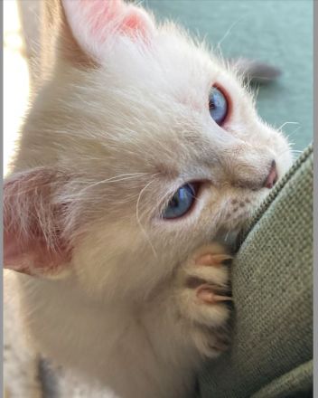BKH Blue x Siam Tabby Silver x Ägyptische Mau