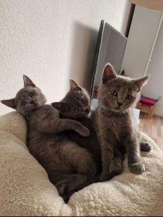 BKH Kitten 14 Wochen alt  suchen ein neues liebevolles Zuhause