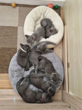 BKH Kitten 14 Wochen alt  suchen ein neues liebevolles Zuhause