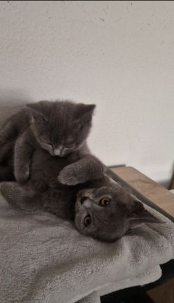 BKH Kitten 14 Wochen alt  suchen ein neues liebevolles Zuhause