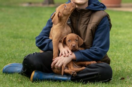 Süße Magyar Vizsla Welpen suchen ihr neues Zuhause