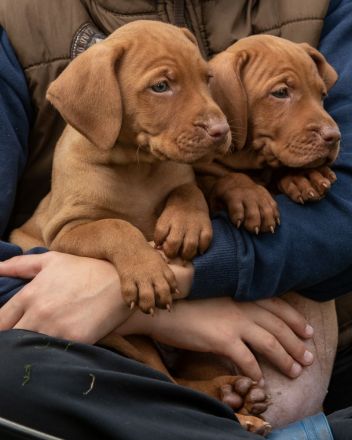 Süße Magyar Vizsla Welpen suchen ihr neues Zuhause