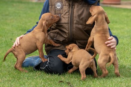 Süße Magyar Vizsla Welpen suchen ihr neues Zuhause