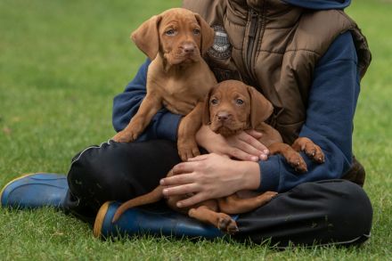 Süße Magyar Vizsla Welpen suchen ihr neues Zuhause