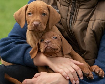 Süße Magyar Vizsla Welpen suchen ihr neues Zuhause