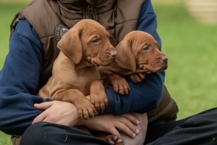 Süße Magyar Vizsla Welpen suchen ihr neues Zuhause