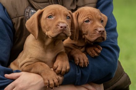 Süße Magyar Vizsla Welpen suchen ihr neues Zuhause