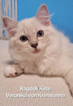 Große reinrassige Ragdoll Kitten mit sehr gutem Stammbaum suchen ein neues Zuhause