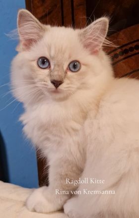 Große reinrassige Ragdoll Kitten mit sehr gutem Stammbaum suchen ein neues Zuhause