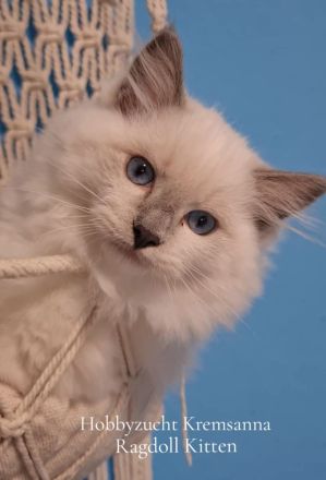 Große reinrassige Ragdoll Kitten mit sehr gutem Stammbaum suchen ein neues Zuhause