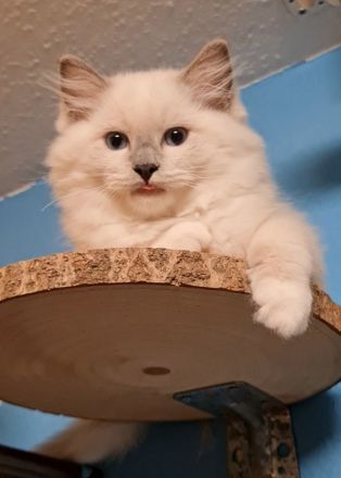 Große reinrassige Ragdoll Kitten mit sehr gutem Stammbaum suchen ein neues Zuhause