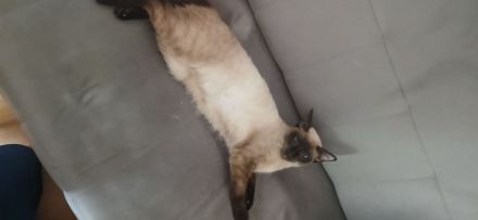 Verkaufe ein Siamkatze (weiblich)