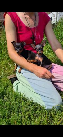 Reinrassige Prager Rattler