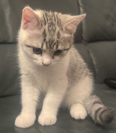 Zauberhafte BKH-Kitten suchen ein liebevolles Zuhause 🐾