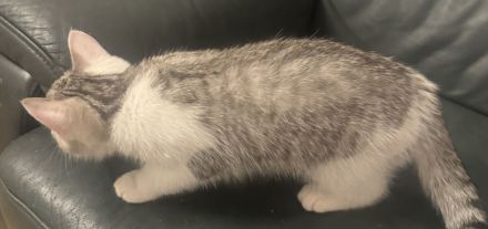 Zauberhafte BKH-Kitten suchen ein liebevolles Zuhause 🐾