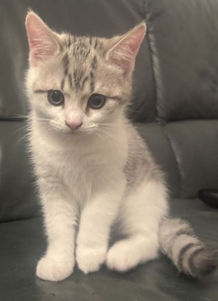 Zauberhafte BKH-Kitten suchen ein liebevolles Zuhause 🐾