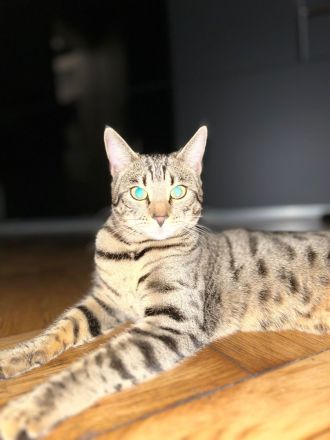 Katzen bengal und schwarze Katzen