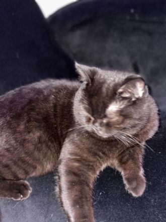 Katzen bengal und schwarze Katzen