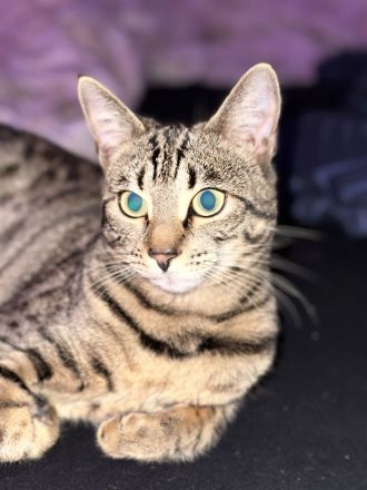 Katzen bengal und schwarze Katzen