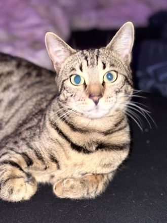 Katzen bengal und schwarze Katzen