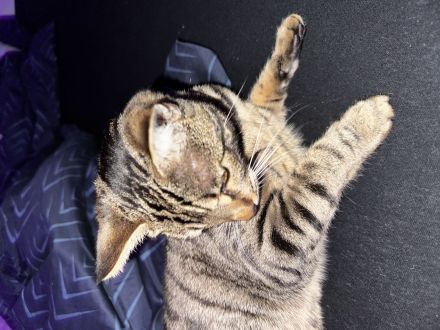 Katzen bengal und schwarze Katzen