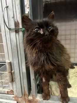 Pocholo, FIV positiv