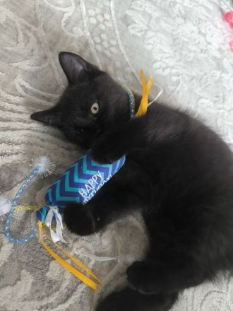 BKH KITTEN Dunkle Braun