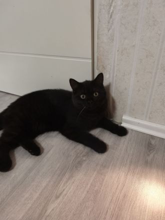 BKH KITTEN Reinrassig