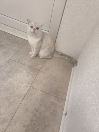 BKH KITTEN Dunkle Braun