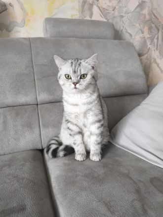 BKH KITTEN Reinrassig