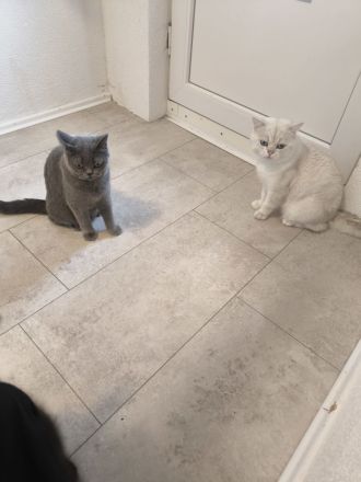 BKH KITTEN Dunkle Braun