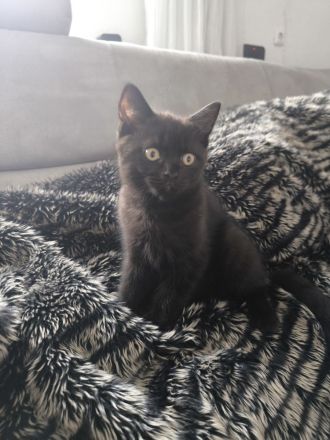 BKH KITTEN Dunkle Braun