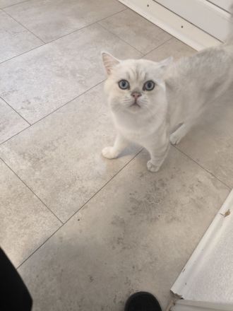 BKH KITTEN Dunkle Braun