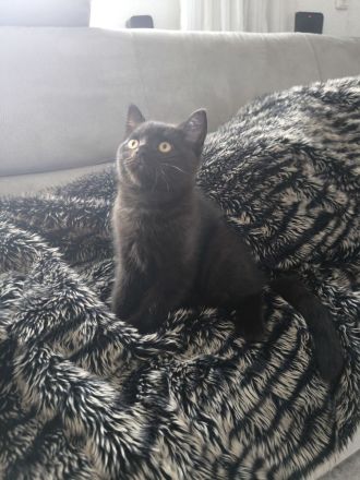 BKH KITTEN Dunkle Braun