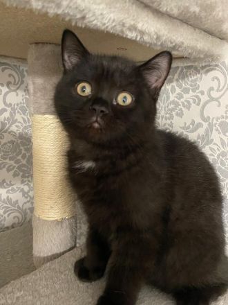 BKH KITTEN Reinrassig