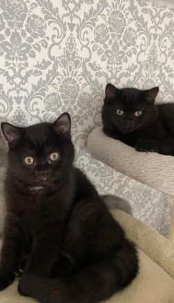 BKH KITTEN Reinrassig