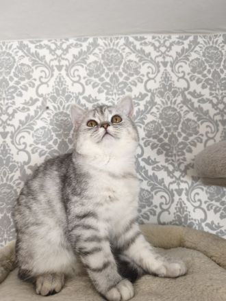 BKH KITTEN Reinrassig