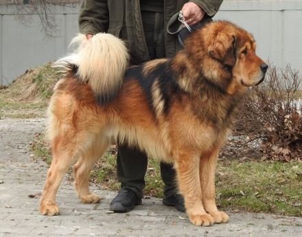 Do Khyi Welpen mit FCI-Stammbaumpapieren 2025/26