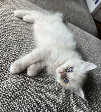 Reinrassige Heilige Birma Kitten – ab September abgabebereit