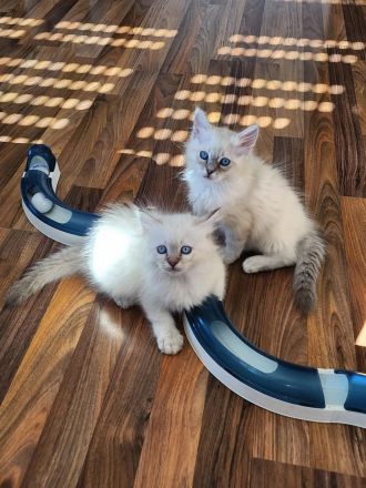 Reinrassige Heilige Birma Kitten – ab September abgabebereit