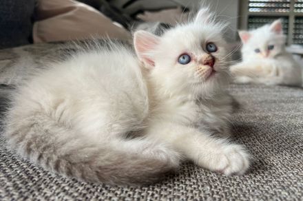 Reinrassige Heilige Birma Kitten – ab September abgabebereit