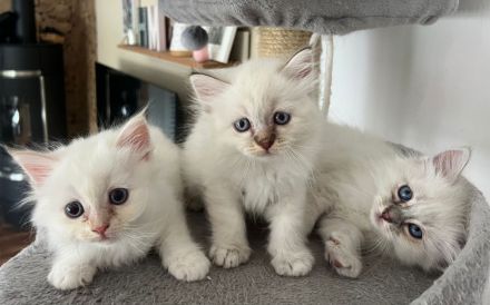 Reinrassige Heilige Birma Kitten – ab September abgabebereit
