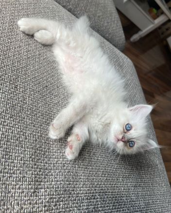 Reinrassige Heilige Birma Kitten – ab September abgabebereit