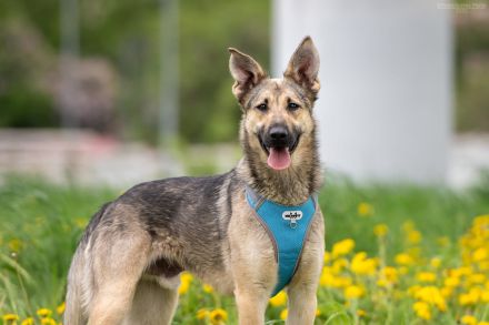 Sportlicher Alex wünscht sich ein aktives Zuhause
